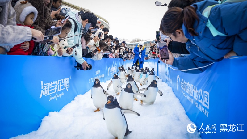 憨态可掬的“淘学企鹅“。人民网记者 张哲鑫摄
