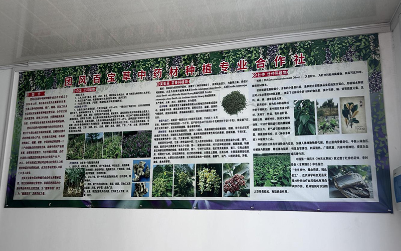 金鸡山百宝草中药材种植专业合作社简介。