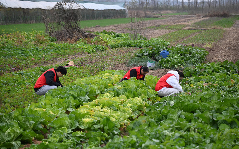 赤壁烟草志愿者帮助农户采摘蔬菜。