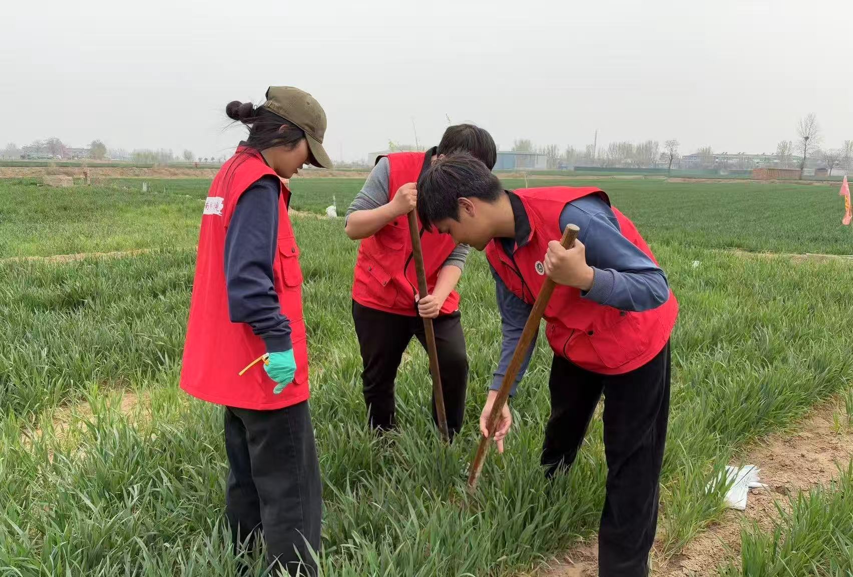 河南新乡玉米科技小院的学生正在田野工作。受访者供图