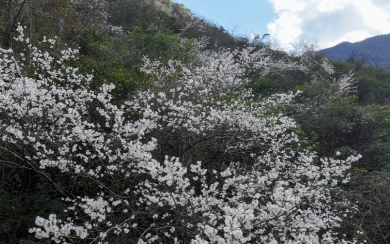 堵河源畔野桃俏。