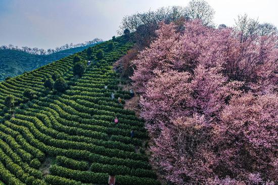 3月8日,芜湖市繁昌区孙村镇水口村茶园樱花绽放,粉色的花朵与绿色的茶垄相映成景,吸引游客前来打卡游玩。本报通讯员 邢朝明 摄