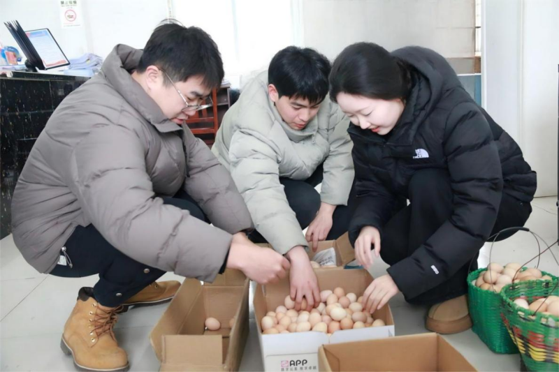 干部职工分拣生态土鸡蛋。