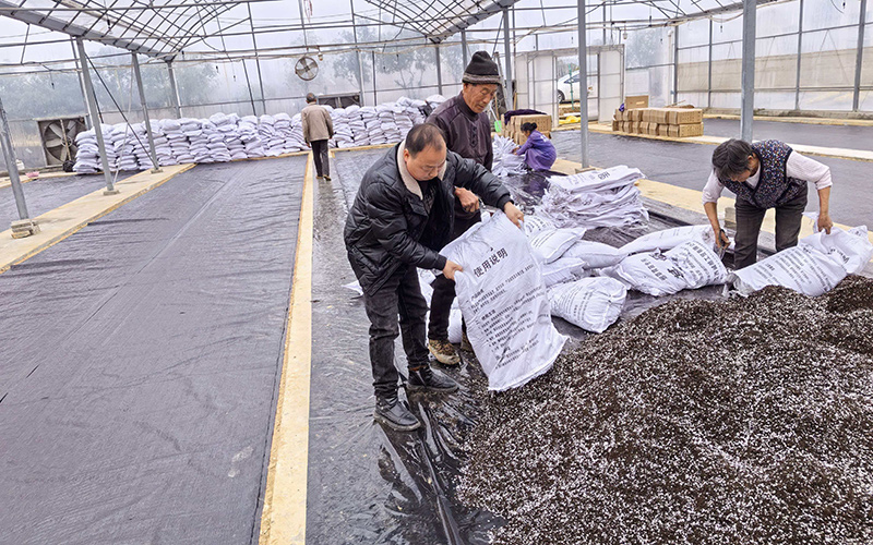 专业化服务队在育苗大棚务工