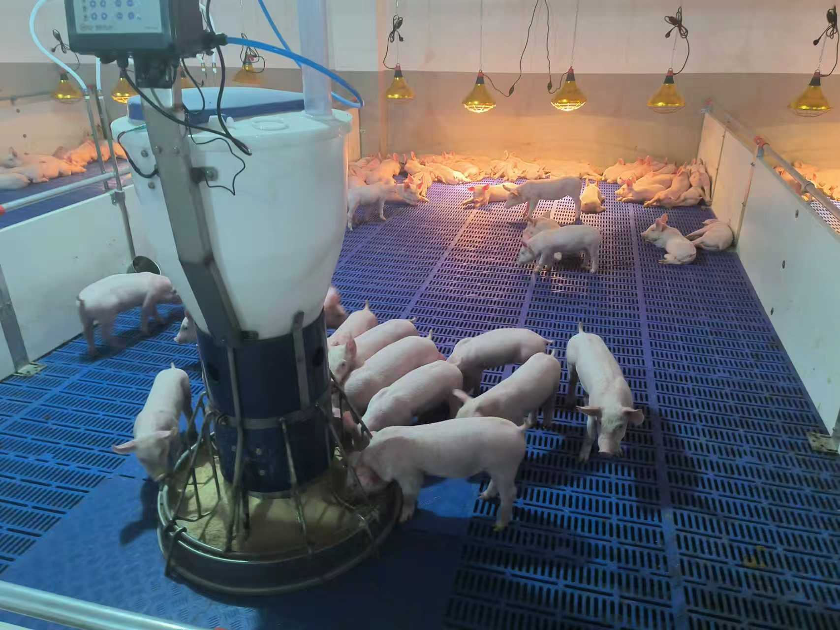 养猪场。企业供图