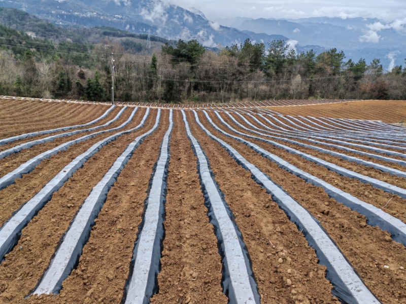 渔峡口镇西坪村农户开展的烟田起垄场景。