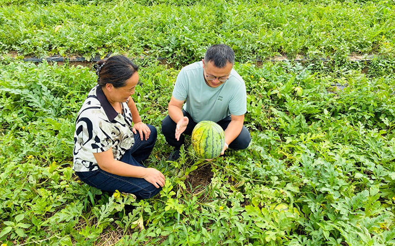 驻村书记和农户查看西瓜长势。程澳摄